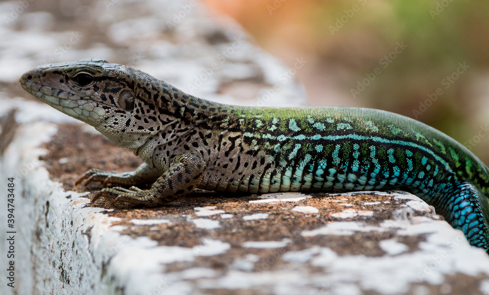 Naklejka premium lizard on a stone