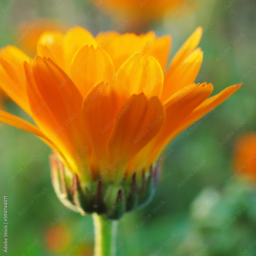 The marigold flower closes at sunset time. Close-up. Side view. Petals glow in the rays of the setting sun. Light and tender square illustration about summer. Macro The marigold flower closes at sunset time. Close-up. Side view. Petals glow in the rays of the setting sun. Light and tender square illustration about summer. Macro