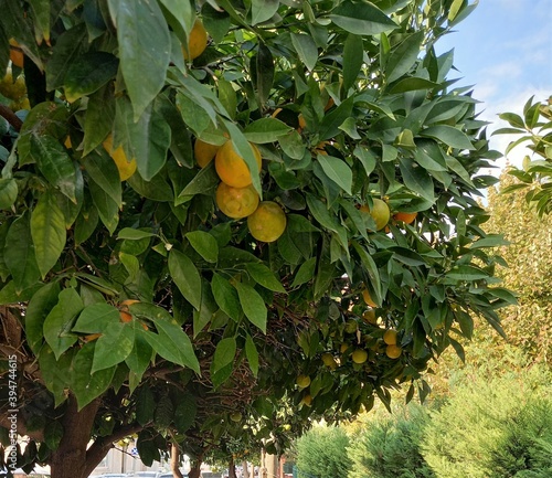 orange tree with fruits