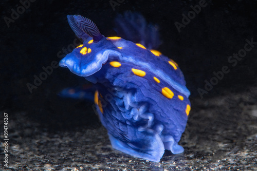 Felimare californiensis on a Palos Verdes reef photo