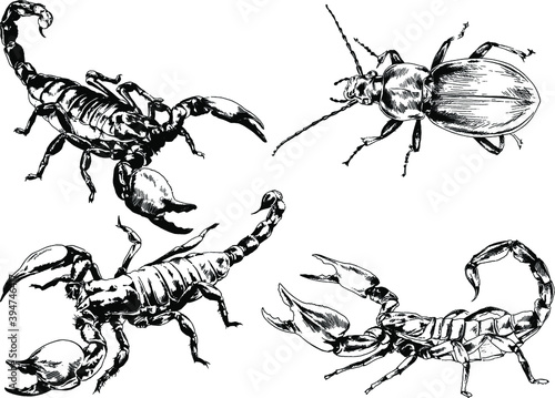 vector drawings sketches different insects bugs Scorpions spiders drawn in ink by hand , objects with no background