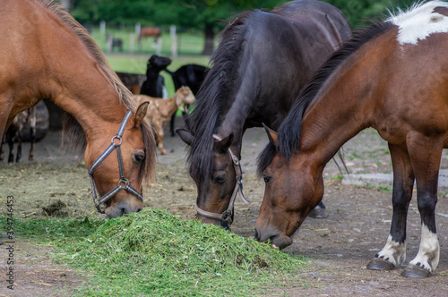 Hucul pony horses eating fresh green grass on the heap with other farm animals  beautiful three black and brown hairy animals
