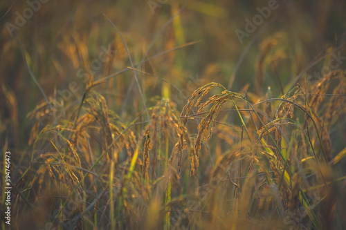 Rice field in organic farm of agriculture, paddy rice plant for harvesting on sun light, beautiful golden field of field in rural, rays of sun on farm is beuaty of landscape in Asia  photo