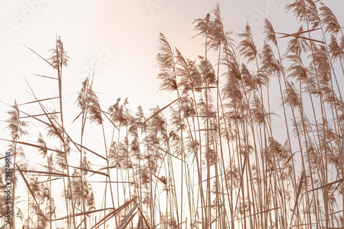 Fototapeta Pampas grass against the sky, abstract natural background of soft Cortaderia selloana plants moving in the wind