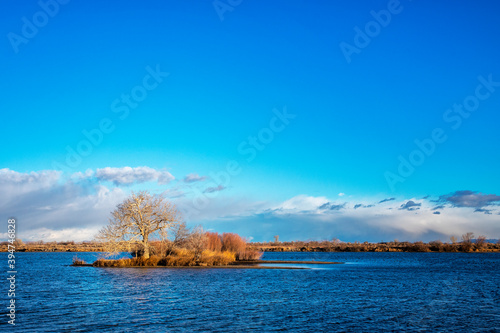 Island in a Shallow Reservoir With Reeds and a Cottonwood Tree That Provides Shelter for a Rookery  photo