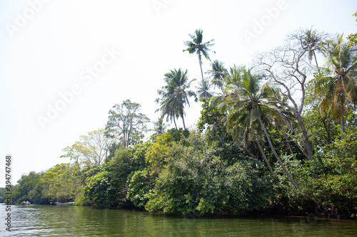 Palm trees stand on the banks of the river in the tropical forest.