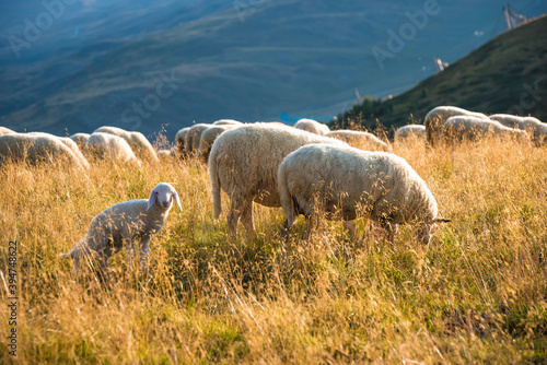 A flock of sheep in the foreground with a lamb grazing in a meadow in the town of Livigno in the Italian Alps