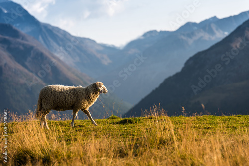 One sheep follows its flock and climbs up a pasture in the italian alps in the town Livigno.