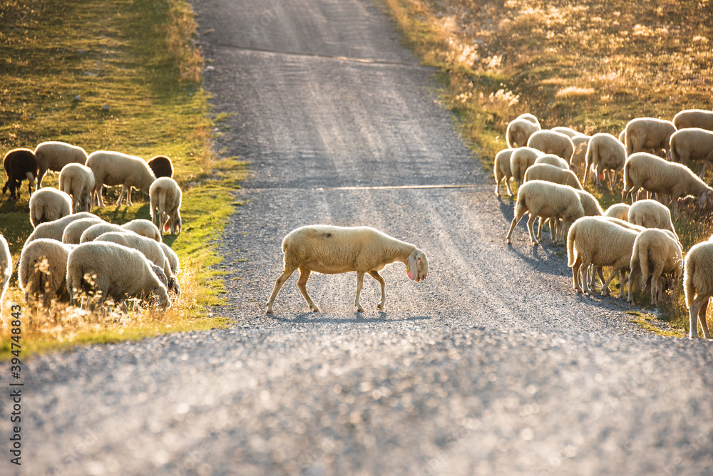 Sheep walking along road. Norway landscape. A lot of sheep on the road in Norway. Rree range sheep on a mountain road in Scandinavia. Sheep Farming. Mountain road with sheeps.