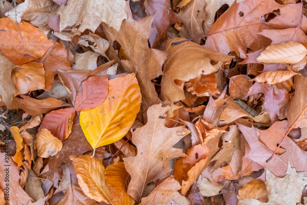 Fototapeta premium Colorful leaves in autumn and fall shine bright in the backlight and show their leaf veins in the sunlight with orange, red and yellow colors as beautiful side of nature in the cold season