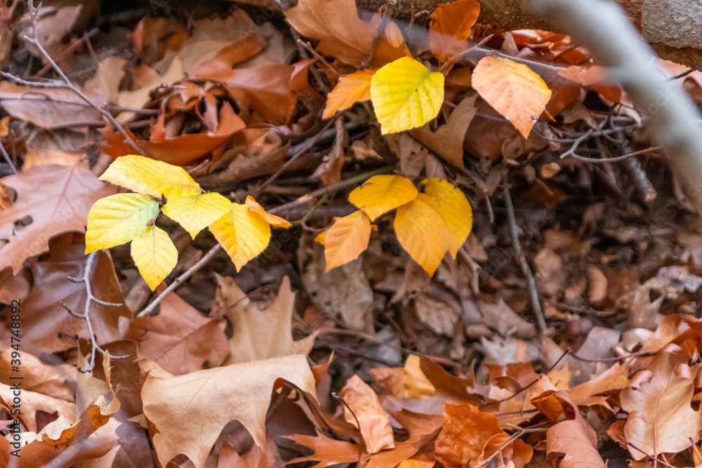 Fototapeta premium Colorful leaves in autumn and fall shine bright in the backlight and show their leaf veins in the sunlight with orange, red and yellow colors as beautiful side of nature in the cold season