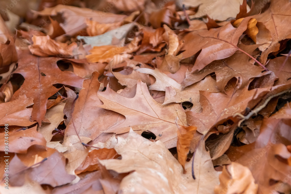 Colorful leaves in autumn and fall shine bright in the backlight and show their leaf veins in the sunlight with orange, red and yellow colors as beautiful side of nature in the cold season