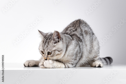 Scottish straight cat tabby on white background