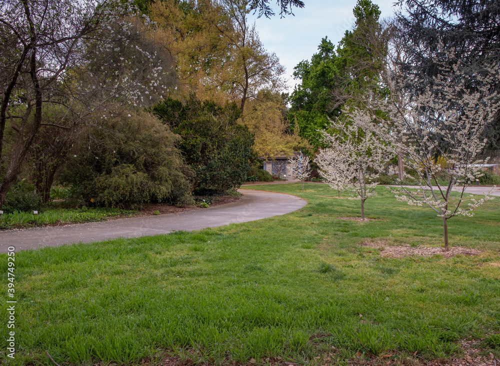 Obraz premium Davis, CA, USA, 21 March 2020. Path to the garden with almond flowers at the UC Davis arboretum in the spring, on a sunny, blue sky day with few clouds, typical of Central California