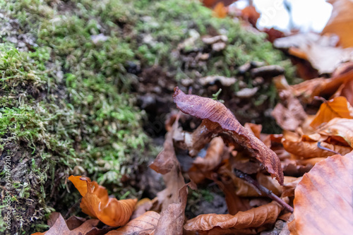 Big mushrooms in a forest found on mushrooming tour in autumn with brown foliage in backlight on the ground in mushroom season as delicious but possibly poisonous and dangerous forest fruit picking