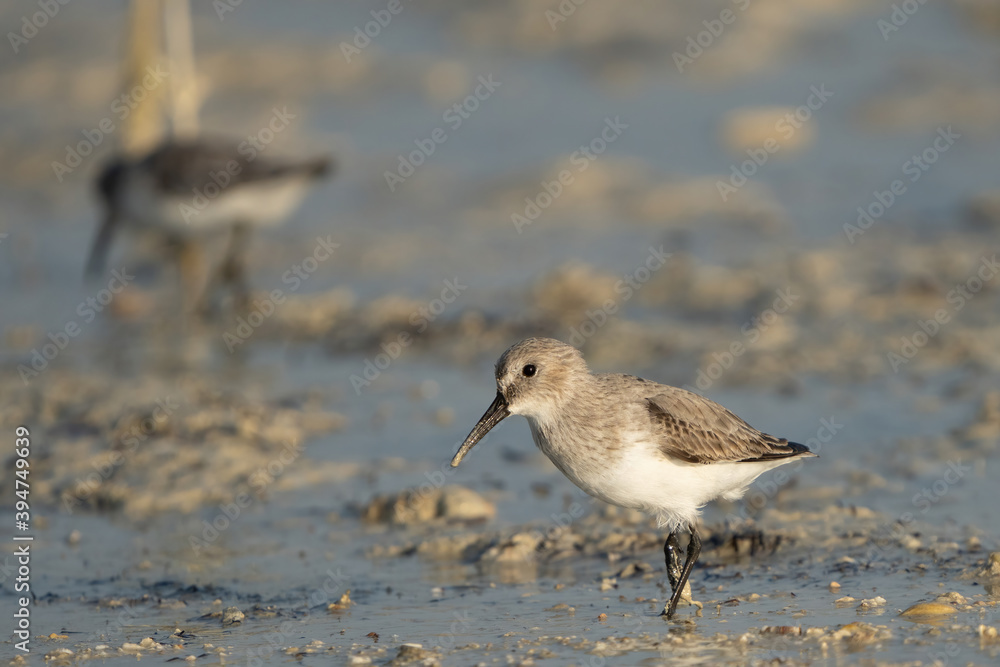 Little Stint on the northern coast of Qatar
Little Stint on the northern coast of Qatar