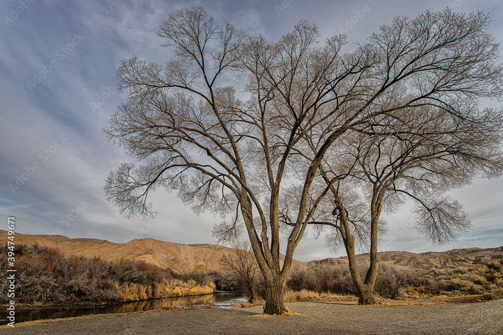 Two Cottonwood Trees on a River Bank in Winter