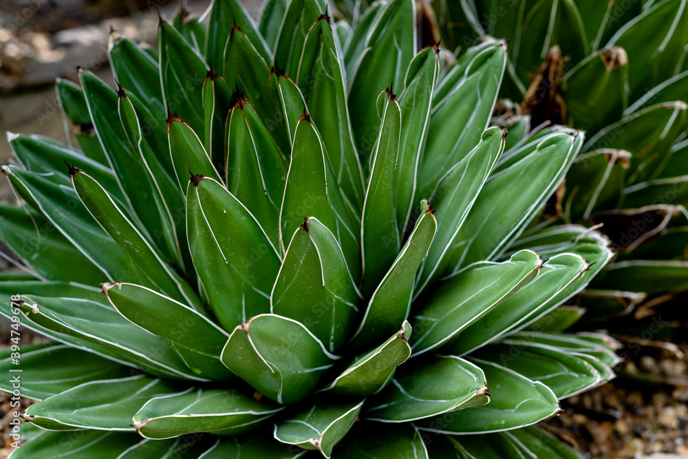 Obraz premium Agave Victoriae, whole plant, viwed from the side, lush green, in nature, ornamental plant