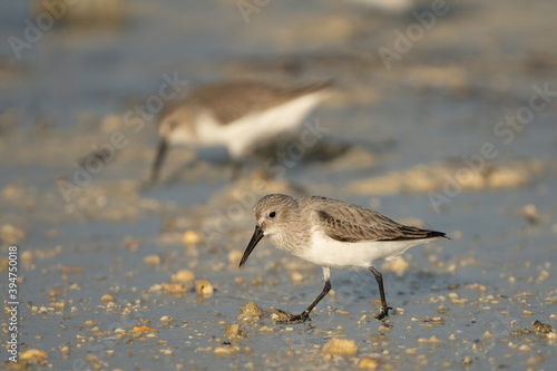 Cuadro en lienzo Little Stint on the northern coast of Qatar