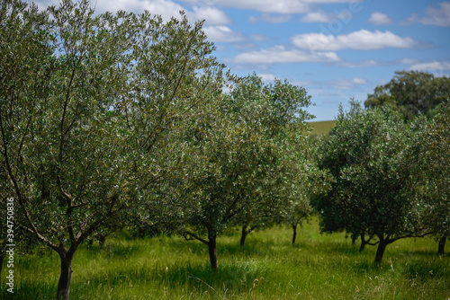 Olive trees and the blue sky and clouds in the background