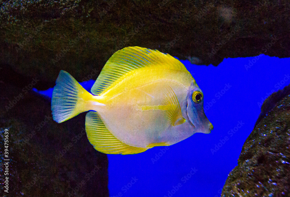 marine aquarium fish zebrasoma marine aquarium fish zebrasoma
