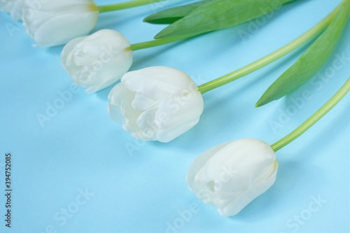 Fototapeta Naklejka Na Ścianę i Meble -  White tulips flowers set on light blue background.Floral card with  spring flowers. floral background.International Women's Day, Mother's Day
