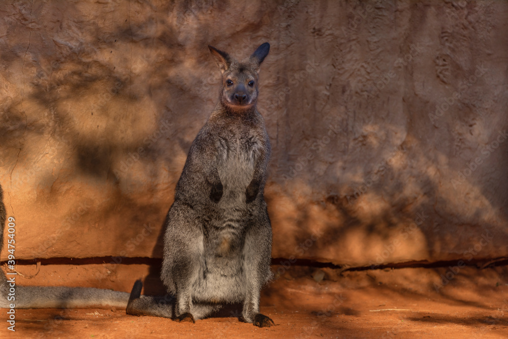 Macropus rufogriseus in sunny summer morning near orange wall Macropus rufogriseus in sunny summer morning near orange wall