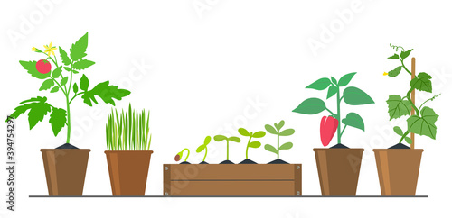 Collection of images on the theme of gardening: seedlings of various vegetable plants in flower pots. Vector