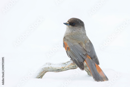 Beautiful and cute corvine, Siberian jay (Perisoreus infaustus), perched on a branch on a cold winter day in Finnish nature photo