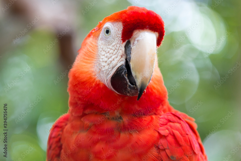 Detail of Scarlet Macaw