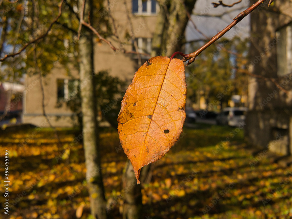 Obraz premium A yellow lonely leaf on a branch of an autumn tree against the background of a city square on a sunny day.