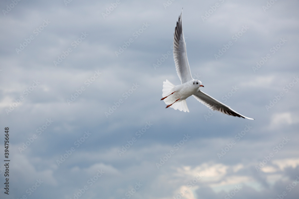 Obraz premium Seagull in Sopot Pier, Baltic Sea
