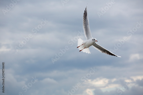 Seagull in Sopot Pier  Baltic Sea