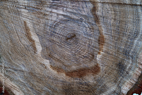 Sawn rough oak wood, not polished with small cracks. Natural oak texture. Macro, close-up..