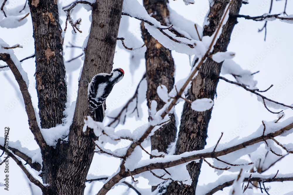 Male Downy Woodpecker Perched on the Bare Tree Branch Covered with Snow on White Background