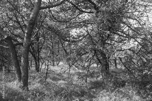 Wallpaper Mural Kiefernwald, b/w Torontodigital.ca