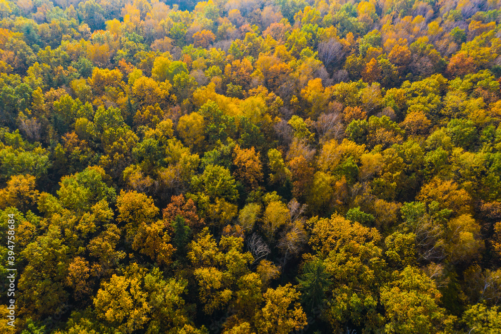 Aerial top down view of autumn forest with green and yellow trees. Mixed deciduous and coniferous forest. Beautiful fall scenery