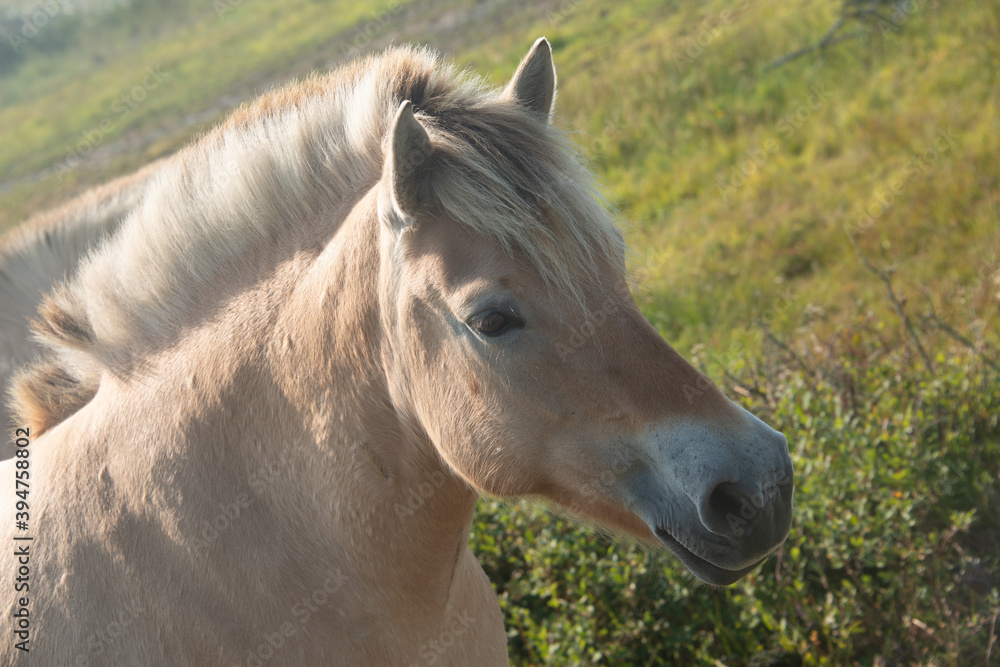 Obraz premium Fjordpferd, Kopf