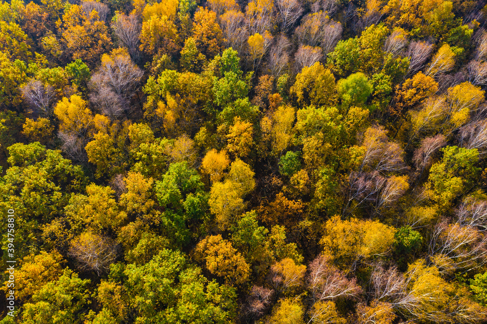 Aerial top down view of autumn forest with green and yellow trees. Mixed deciduous and coniferous forest. Beautiful fall scenery Aerial top down view of autumn forest with green and yellow trees. Mixed deciduous and coniferous forest. Beautiful fall scenery