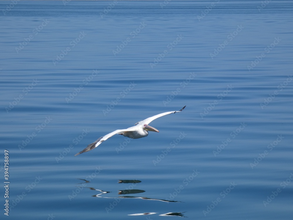 Great white pelican (Pelecanus onocrotalus) flying above the ocean, Walvis Bay, Namibia Great white pelican (Pelecanus onocrotalus) flying above the ocean, Walvis Bay, Namibia