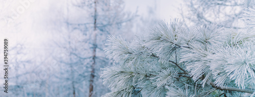 Winter panorama pine branches with snow and frost on a light background for decorative design