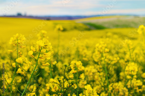 Yellow rapeseed flowers in the field  blooming rapeseed field