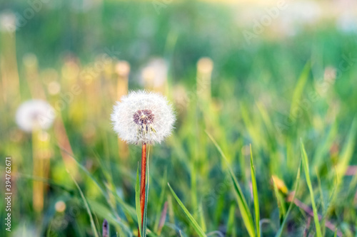 Beautiful white dandelions among the green grass in the meadow