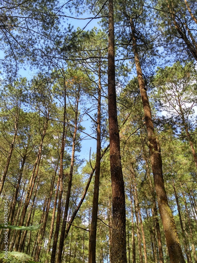 Fototapeta premium pine forest in the morning