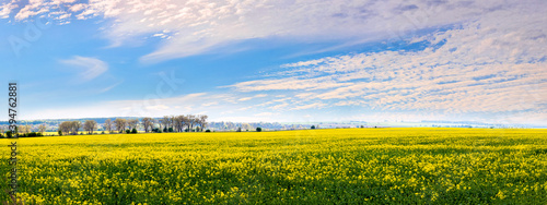 Blooming rapeseed field and picturesque sky on a sunny day, panorama © Volodymyr