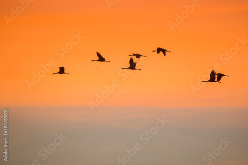 migration des grues cendrées en champagne ardennes France © Michel Castillo