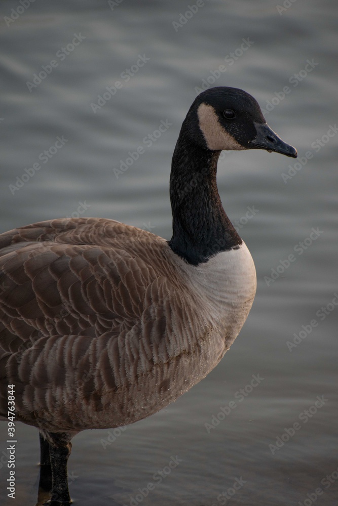 Obraz premium Standing Duck 2