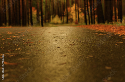 Foto A walk into nature ground view at autumn in Mecklenburg-West Pomerania Germany E