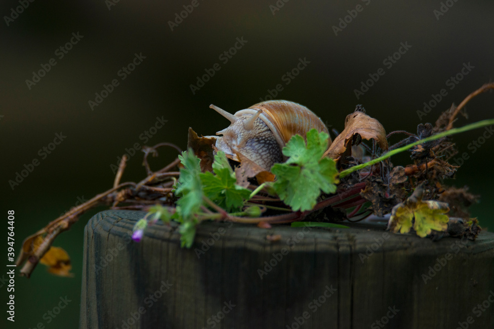 Fototapeta premium escargot sur une souche dans la forêt
