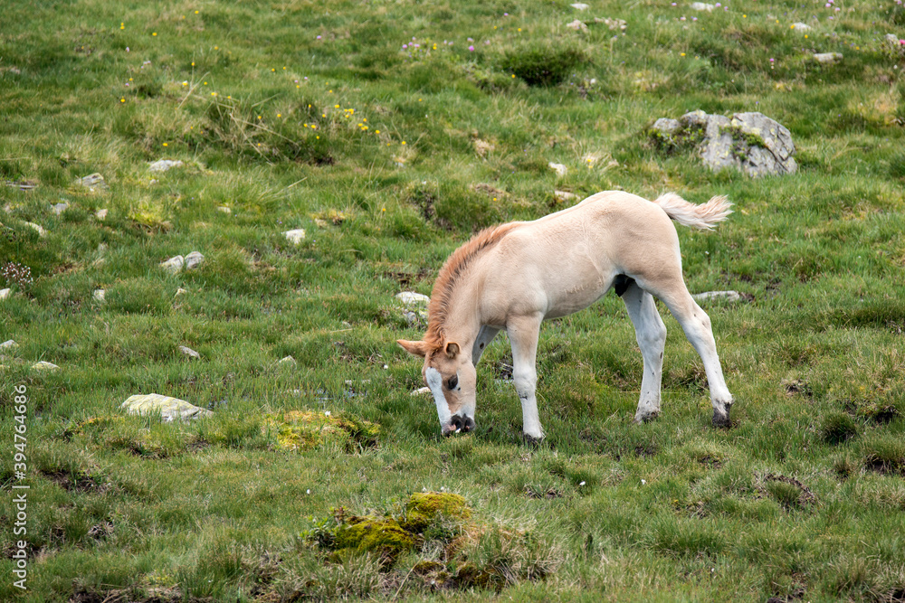 Fototapeta premium jeune poulain en liberté dans la montagne de la catalogne Française